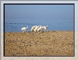 Maremmano-abruzzese, pla�a